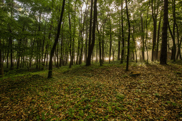 Obraz premium Magic foggy forest. Beautiful sunrise in morning forest