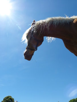Pferd kopf portrait von unten kaut heu