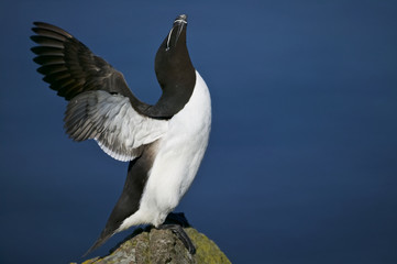 Razorbill (Alca torda) flapping wings perched on a rock