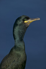 Common cormorant or Shag(Phalacrocorax aristotelis)