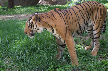 Close up shot of a tiger