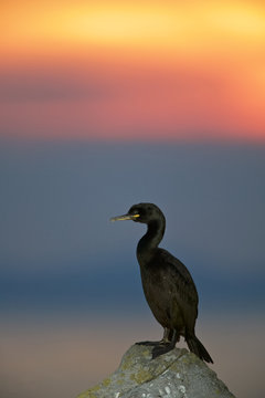 Common cormorant or Shag (Phalacrocorax aristotelis) at sunset