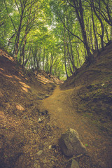 Fox Ravine (Lisi Jar). Ravine in the forest between Rozewie and Jastrzebia Gora, Poland