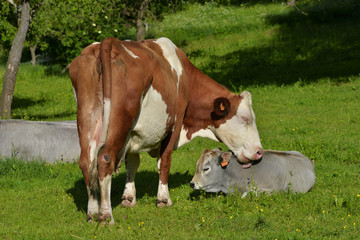 Fototapeta na wymiar La vache Montbéliarde et le veau Ariegeois