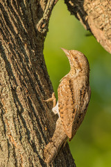 Eurasian Wryneck on Mulberry tree