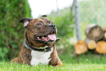 Lying staffordhire bull terrier looking forward on a vertical photo with green bokeh background....