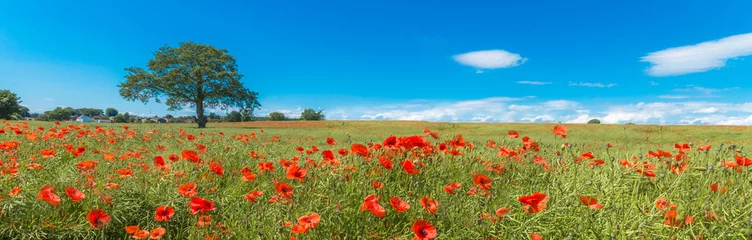 Zelfklevend Fotobehang Poppy field © roboroborob