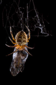 Spider eating fly caught in the net with black background