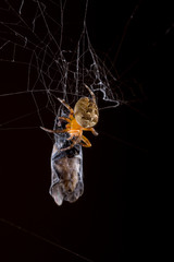 Spider eating fly caught in the net with black background