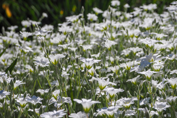 Fototapeta premium The background of the many white flowers in the summer. Cerastium biebersteinii DC. 