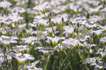 The background of the many white flowers in the summer. Cerastium biebersteinii DC.
