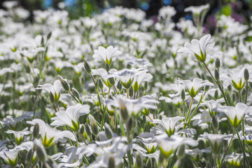 The background of the many white flowers in the summer. Cerastium biebersteinii DC.
