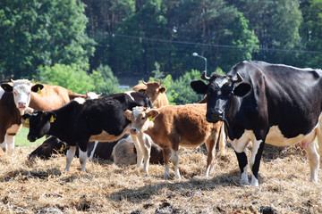 Cow on a pasture in the countryside