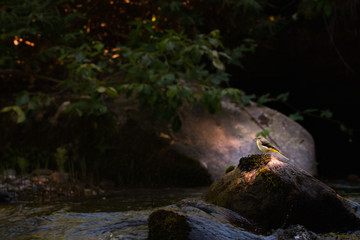 Bergeronnette dans le ruisseau