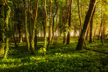 Magic foggy forest. Beautiful sunrise in morning forest