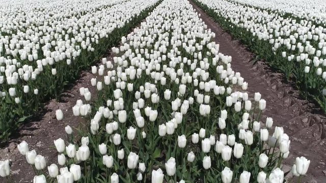 Aerial footage from sky just above rows of white tulips flying over the row of beautiful white bulb flowers put into the ground in straight lines typical field in Dronten or Lisse The Netherlands 4k