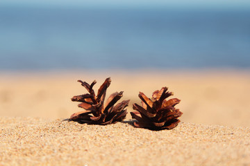 Pine cones on the sandy shore. Summer in Scandinavia. Natural landscape