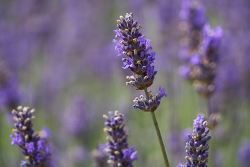Obraz premium Lavendel