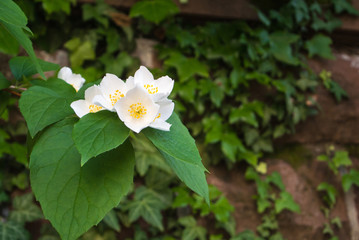 Obraz na płótnie Canvas A close-up of jasmine branch with a dark brick wall at the background.