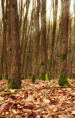 Bäume mit Moos bewachsen
