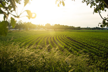 Corn field and a sunset, a view from an apple tree near the road, Walldorf, Germany.