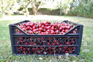 Fresh sweet cherries on the table boards. Garden fresh organic cherries
