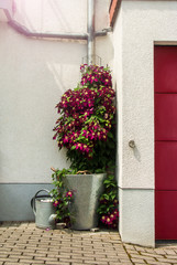 Flowering vinous clematis bush near the house in a bucket, watering can and garage door, Walldorf, Germany.