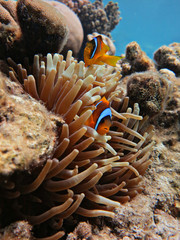 Fototapeta na wymiar Family clownfish