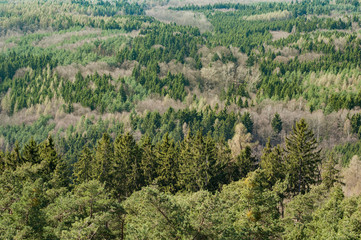 Fototapeta na wymiar Aerial view of large forest landscape, pine and deciduous trees