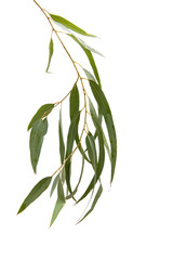 Eucalyptus isolated