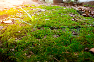 Grass and moss outdoor in a forest.