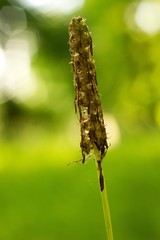 Abstract green grass for background.