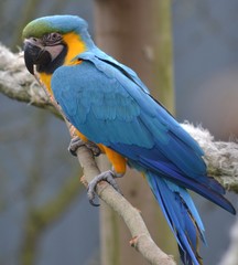 Animal