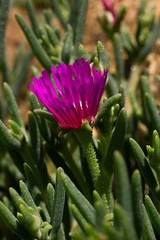 Fototapeta premium Pink flower