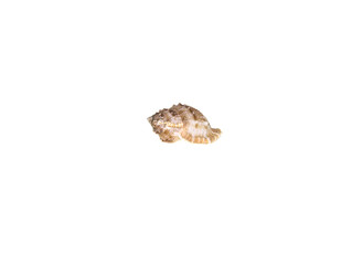 Seashell on white background