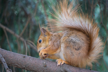 red squirrel sits on a tree branch in nature