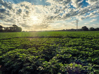 Summer Countryside morning,Northern Ireland