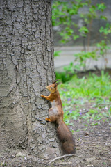 the squirrel climbs up in thr tree trunk