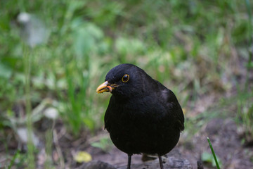 blackbird has caught a larva
