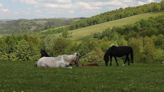 Group of horses running free in green mountain pasture meadow
