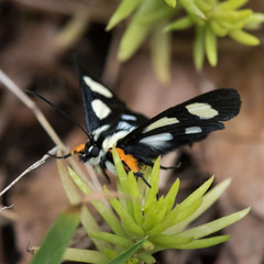 Black and White Moth