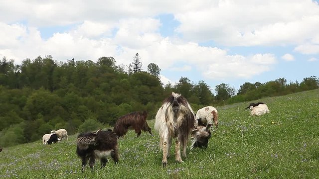 Herd of goats and sheep in green mountain pasture meadow