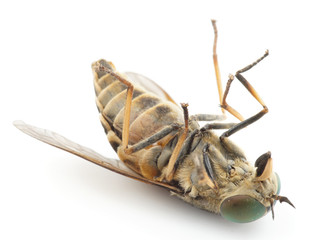 Dead horsefly isolated on white background