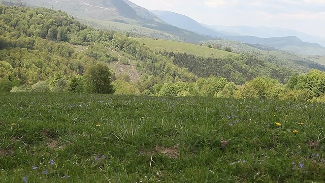 Sheppard dog  guarding goats sheep herd in mountain pasture meadow