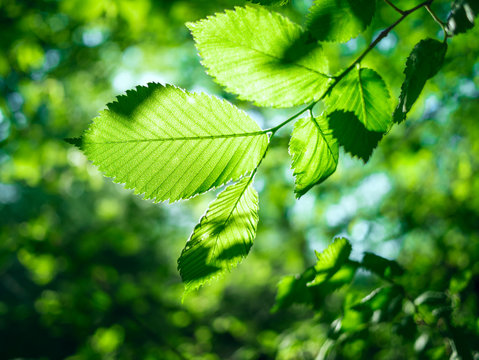 nature background with green leaves