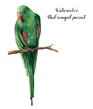 Watercolor red-winged parrot. Hand painted tropical bird isolated on white background. Nature animal illustration. For design, print or background.