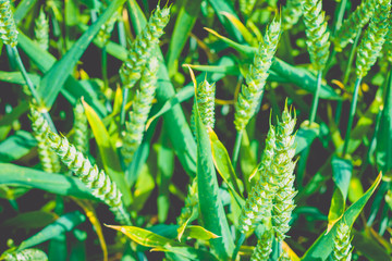 Green wheat filed in evening light. Close up