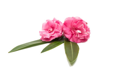 Pink oleander flower isolated