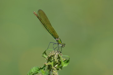 Caloptéryx vierge (Calopteryx virgo)