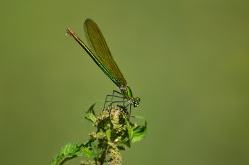 Caloptéryx vierge (Calopteryx virgo)